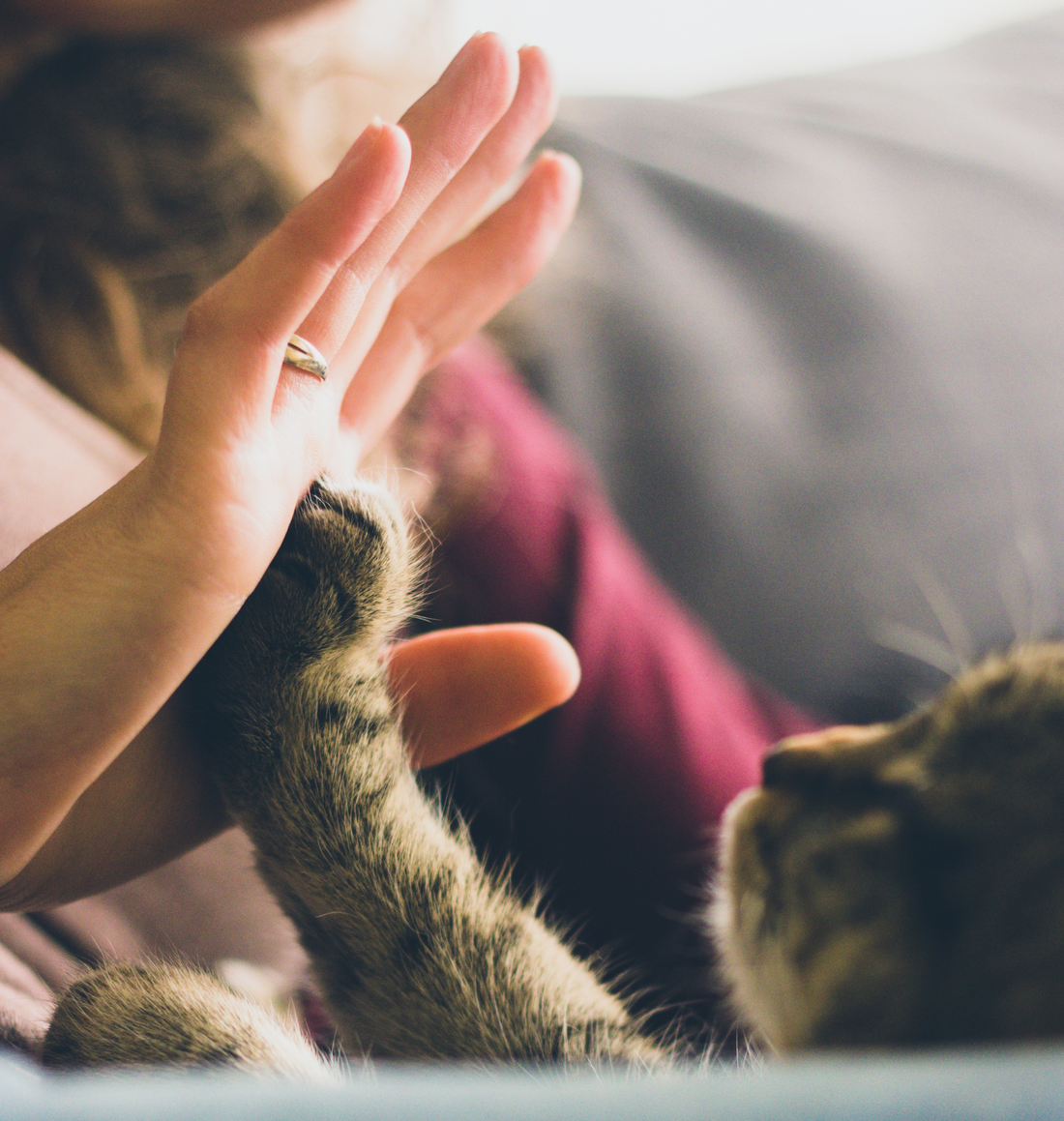 Tenencia responsable de mascotas: Un compromiso de amor y cuidado