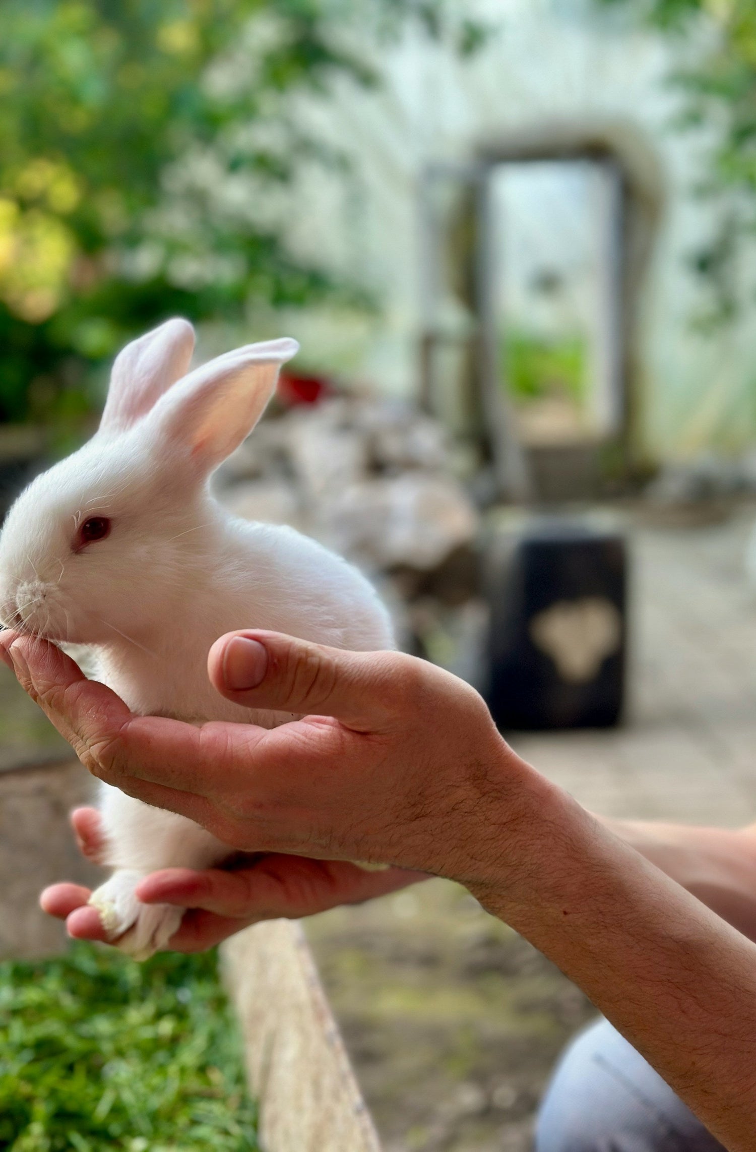 Animales pequeños