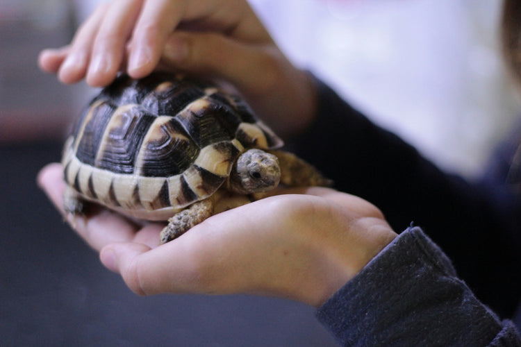 Reptiles y anfibios